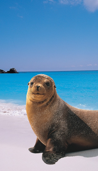 Exclusively gay Galapagos Islands Cruise
