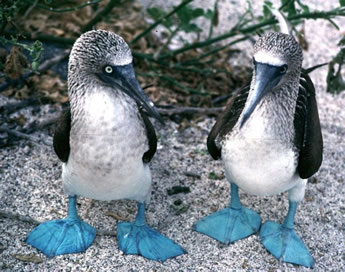 Galapagos Islands gay cruise tour