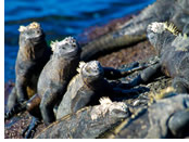 Galapagos gay cruise - North Seymour Island iguanas