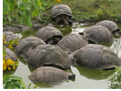 Galapagos Gay Cruise - tortoises