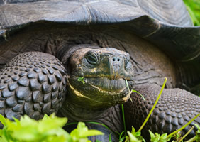Galapagos gay cruise giant tortoise