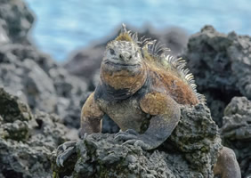 Galapagos gay cruise iguana