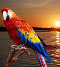 Exclusively Gay Amazon River Expedition