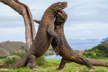 Indonesia gay cruise - Komodo Dragons