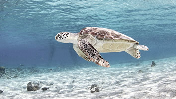 Flores sea turtles