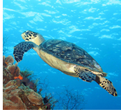 Ultimate Caribbean Gay group cruise visiting Cozumel, Mexico