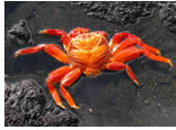 Galapagos Islands Gay group cruise visiting Puerto Egas, San Salvador