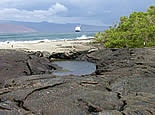 Galapagos Islands Gay group cruise visiting Punta Espinoza, Fernandina