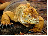 Galapagos Islands Gay group cruise visiting Urvina Bay, Isabela