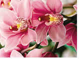 Gay group cruise visiting Honolulu, Oahu, Hawaii
