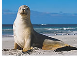 Gay group cruise visiting Punta Arenas, Chile