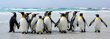 South America and Antarctica Gay Group Cruise
