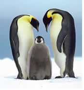 South America and Antarctica Gay group cruise