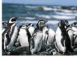 Gay group cruise visiting Cape Horn, Chile