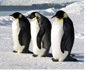 South America and Antarctica Gay group cruise visiting Schollart Channel, Antarctica