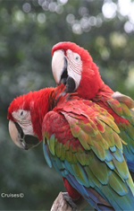 Journey Down the Amazon Gay Cruise Tour