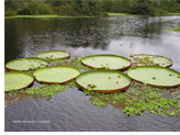 Romance Voyages Down the Amazon River exclusively gay cruise