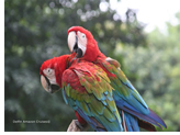Romance Voyages Down the Amazon River exclusively gay cruise