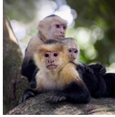 Romance Voyages Down the Amazon River exclusively gay cruise