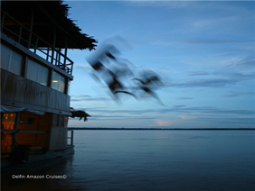 Romance Voyages exclusively gay Amazon River Cruise