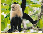 Exclusively gay Costa Rica cruise visiting Gulfito