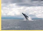 Exclusively gay Costa Rica cruise visiting Isla del Cano