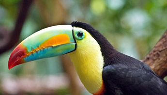 Exclusively gay Costa Rica sailing on Star Flyer