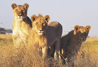 Exclusively gay South African Safari