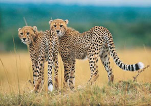Source Events Exclusive  gay tour to South Africa