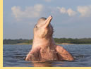 All-lesbian Amazon cruise - Amazonian pink river dolphin