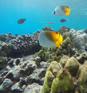 Hawaii lesbian cruise adventure