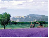 Discovering Provence and Burgundy Olivia lesbian cruise