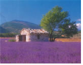 Discovering Provence and Burgundy Olivia lesbian cruise