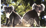 Exclusively lesbian tour to Australia
