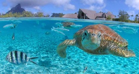 Exclusively lesbian Tahiti cruise