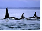 Alaskan Adventure All Gay Cruise