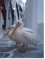 Mykonos gay excursions