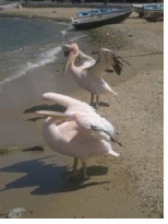 Mykonos gay excursions