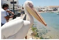 Mykonos Island Tour