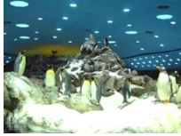 Loro Parque
