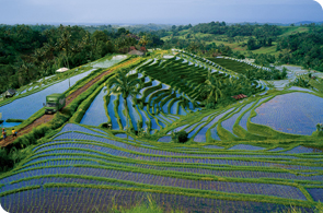 Gay holiday week in Bali