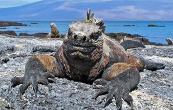 Galapagos exclusively Gay Tour