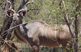 Tanzania safari gay tour