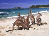Australia gay tour - Kangaroo Island