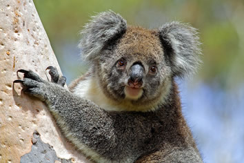 Kangaroo Island Gay tour - koala