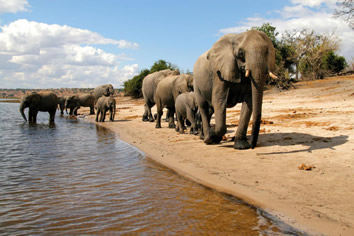 Gay Botswana safari tour