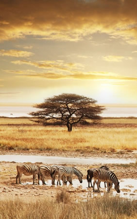 Gay Botswana luxury safari tour