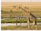Botswana gay safari - Chobe National Park