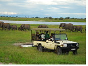 Chobe National Park - game drives