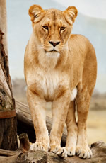 South Africa Gay Safari Tour